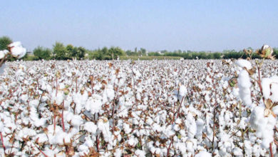 Photo of China Reopens Opportunity of Pakistan’s Cotton Export
