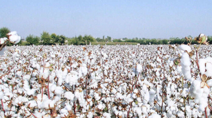 China Reopens Opportunity of Pakistan’s Cotton Export