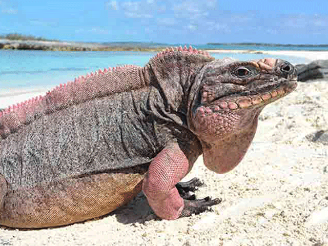 Aguana lizards are suffering from diabetes due to tourists!