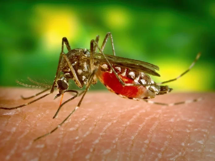 Viruses Make Humans More Attractive To Mosquitoes